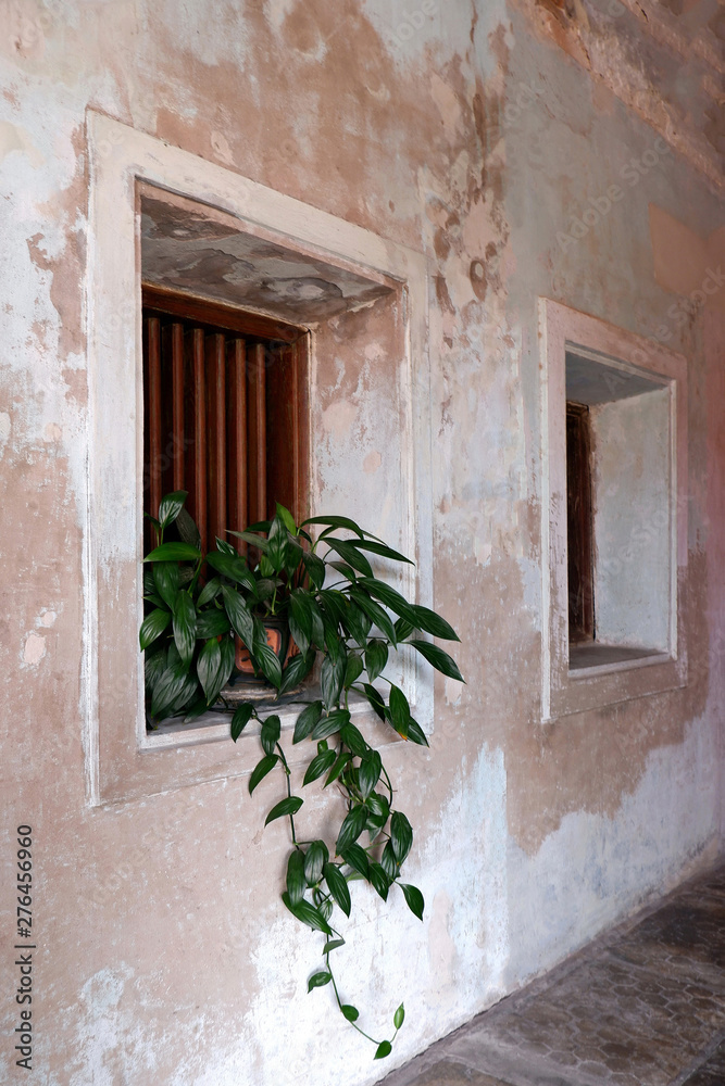 Green Leaf Plant Pot, Wooden Windows and Old Concrete Wall