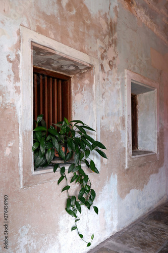 Green Leaf Plant Pot, Wooden Windows and Old Concrete Wall © Phanida