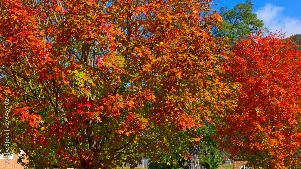 Autumn bright colors of maple trees. Trees under a blue sky on sunny morning. Autumn bright colors of maple trees. Trees under a blue sky on sunny morning.