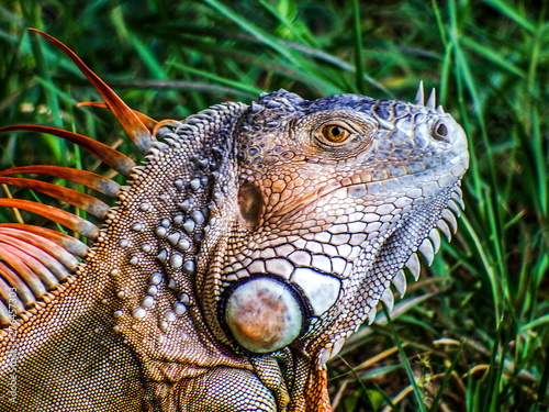 Iguana enjoying the local nature park photo