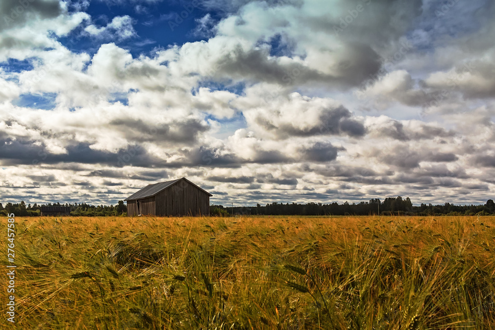Barn House In The Middle Of The Rye Field Barn House In The Middle Of The Rye Field