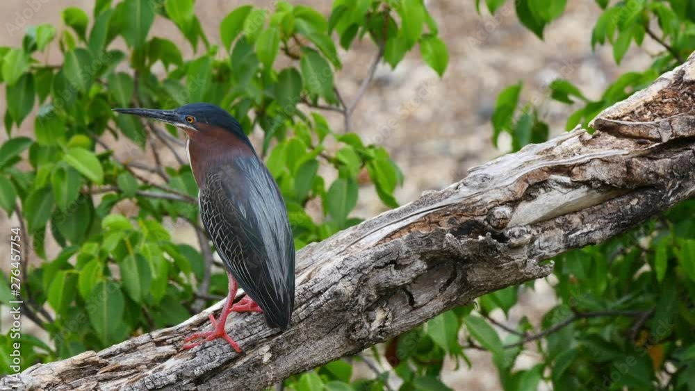 Wildlife with bird on Caribbean island of Curacao Wildlife with bird on Caribbean island of Curacao