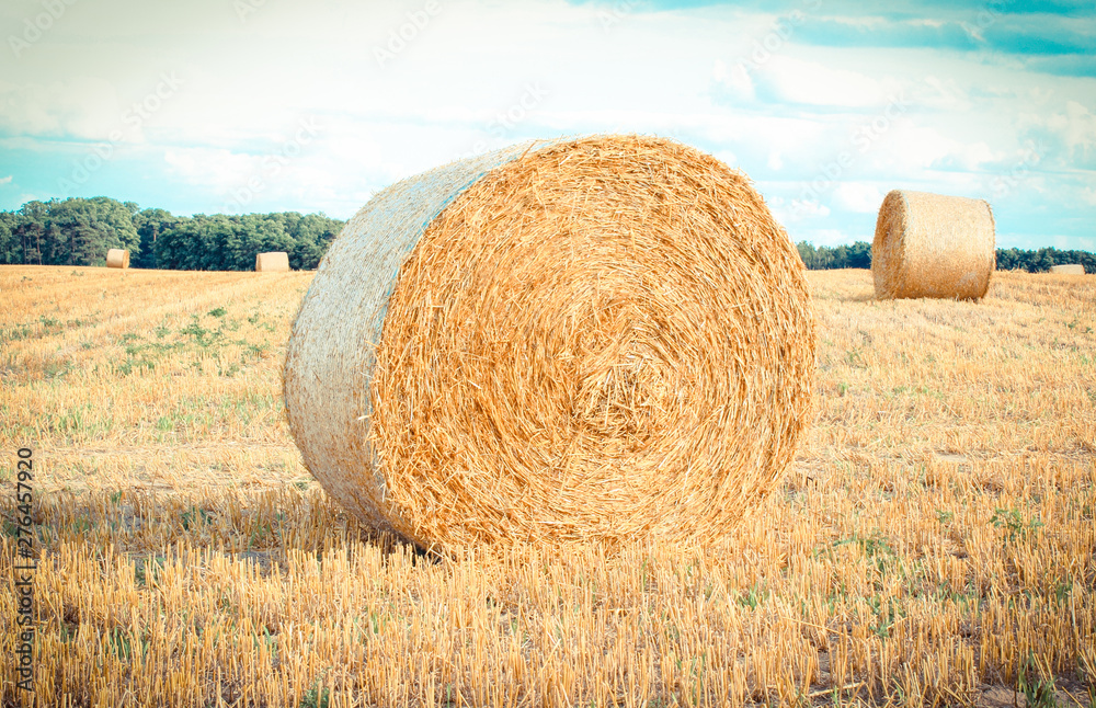 Vintage photo, Round bales of hay on field