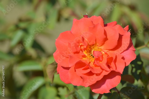 Thomasville rose garden 0280