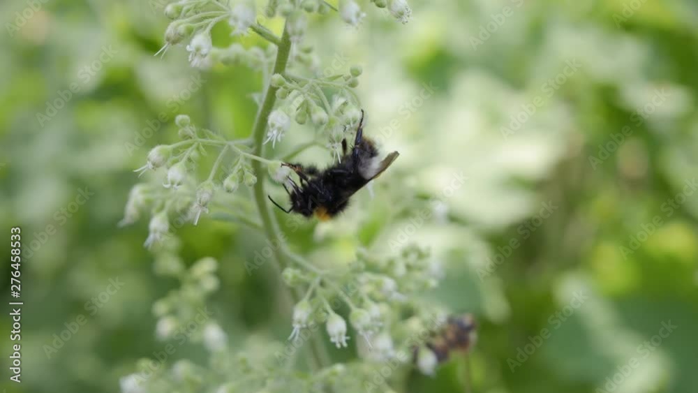 Close-up of bumblebee collects pollen from Heuchera flowers in garden Close-up of bumblebee collects pollen from Heuchera flowers in garden