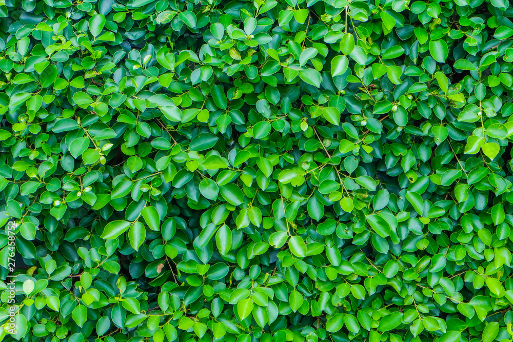 Green grass texture background. It best for creative, wallpaper, and abstract. Green grass texture background. It best for creative, wallpaper, and abstract.
