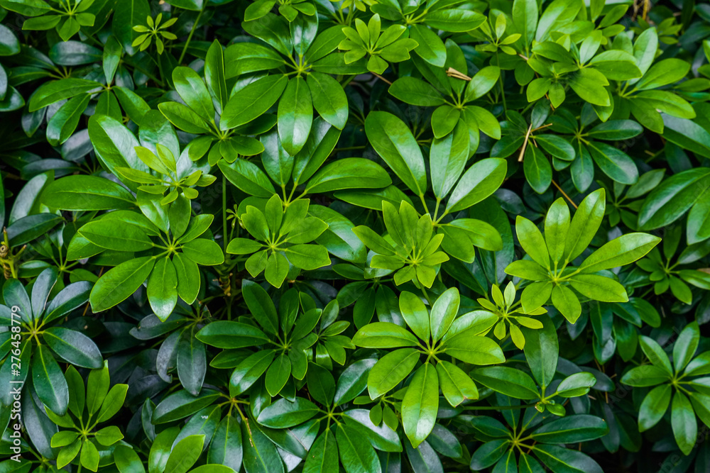 Green grass texture background. It best for creative, wallpaper, and abstract. Green grass texture background. It best for creative, wallpaper, and abstract.