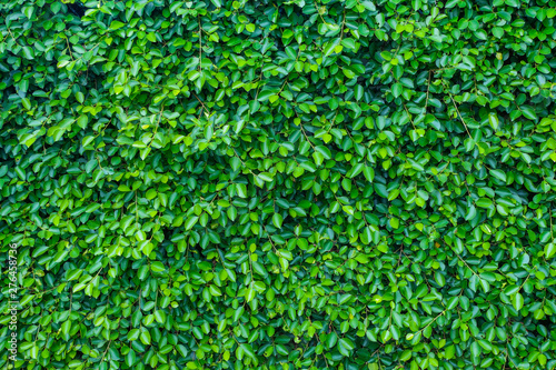 Green grass texture background. It best for creative, wallpaper, and abstract.