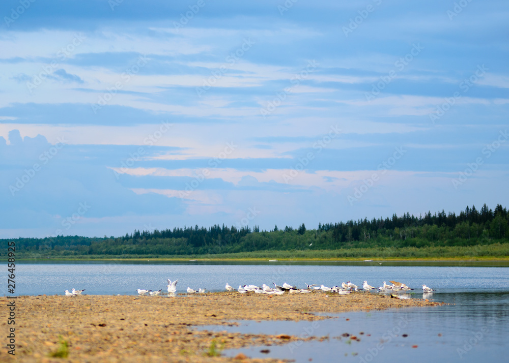 A flock of the Northern gulls sitting on the ledge of the banks of the taiga river basin in Yakutia, on the background of the taiga spruce forest under blue sky.
