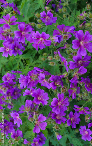 Beautiful purple flowers of the hybrid geranium in the garden.