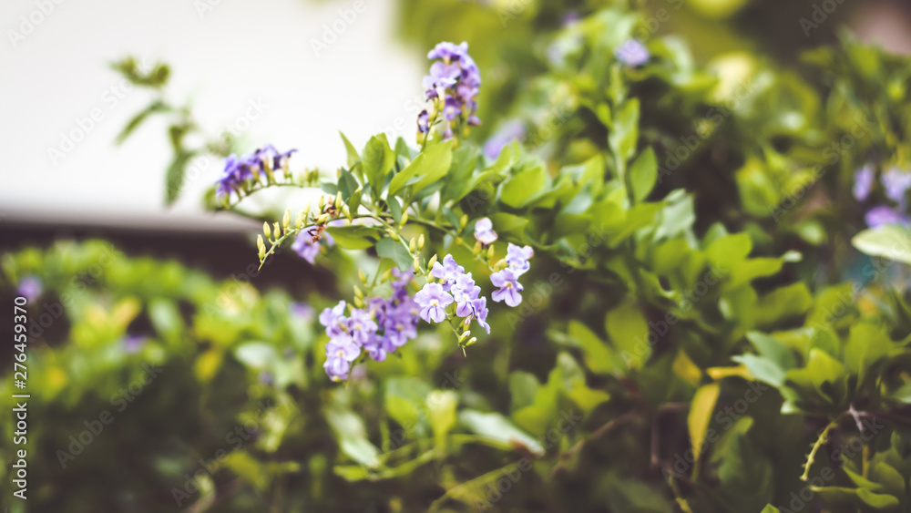 Nature Minimal Concept - Green Leaves Background with small little violet flower Nature Minimal Concept - Green Leaves Background with small little violet flower