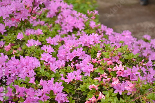Pink, flower, green