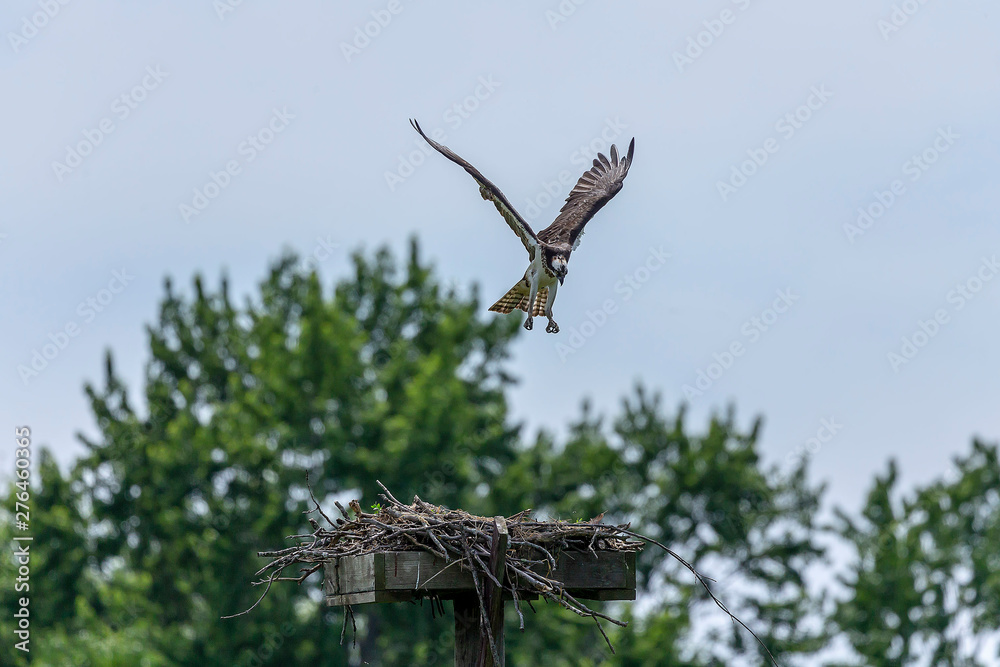 Western osprey flying above the nest - osprey nest platform. Western osprey flying above the nest - osprey nest platform.