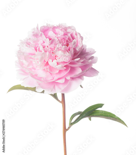 Fototapeta Naklejka Na Ścianę i Meble -  Pink Peony Isolated on White