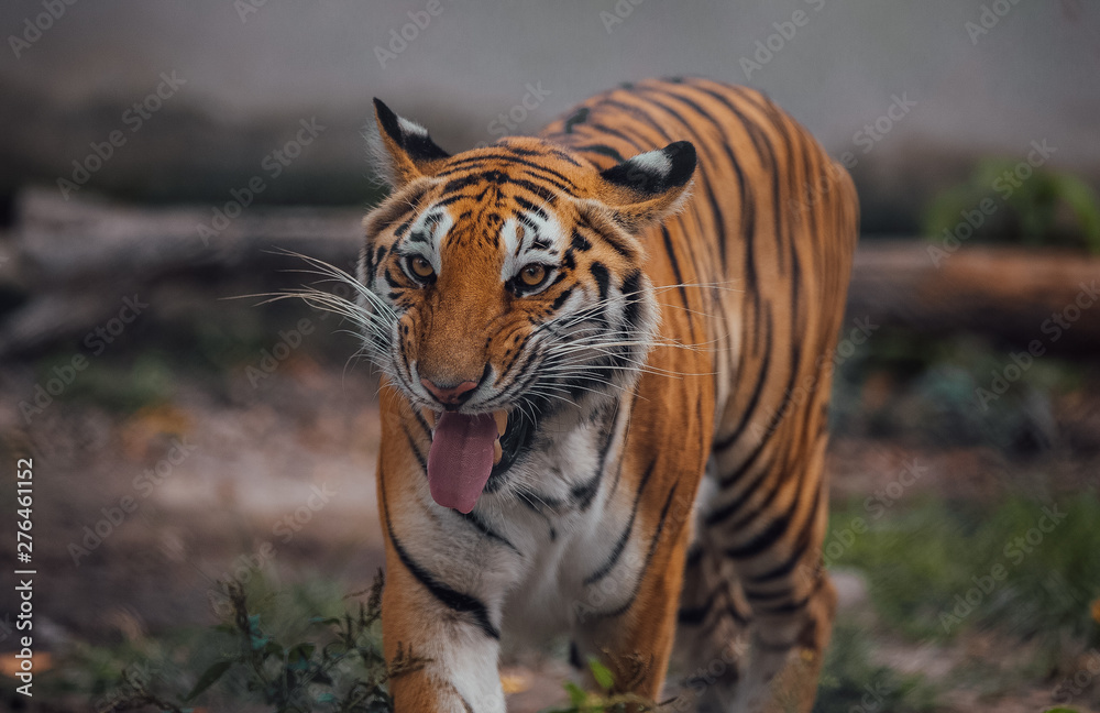 Portrait of a beautiful Tiger . Nice eye of hunter . dangerous animal