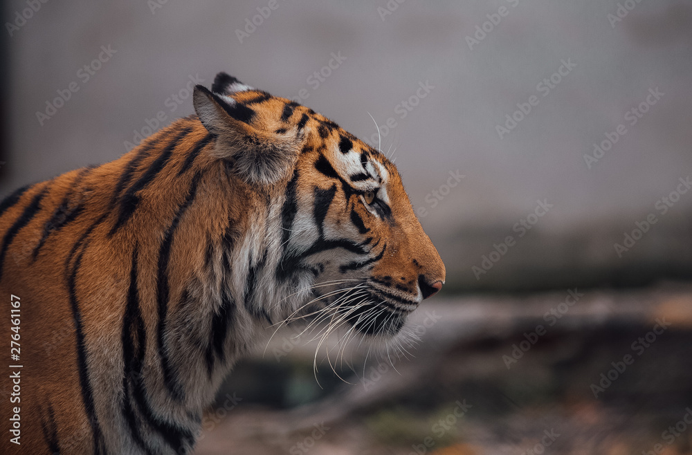 Obraz premium Portrait of a beautiful Tiger . Nice eye of hunter . dangerous animal