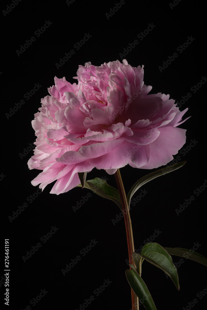 Beauty in the Dark - Peony on Black Beauty in the Dark - Peony on Black