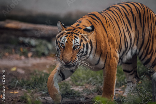 Portrait of a beautiful Tiger . Nice eye of hunter . dangerous animal