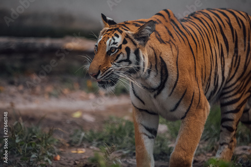 Portrait of a beautiful Tiger . Nice eye of hunter . dangerous animal