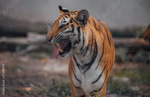 Portrait of a beautiful Tiger . Nice eye of hunter . dangerous animal