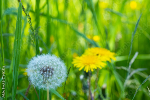 Dandelion in the open air, wild meadow environment with flowering field. Inspirational summer time scene on blue sky background.