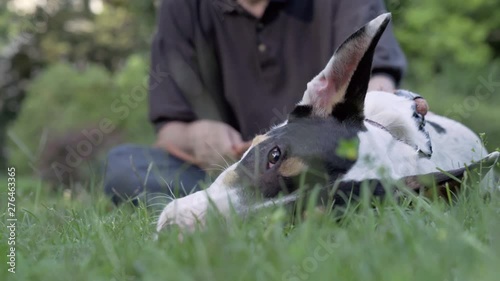 Low angle shot as dog laying on the grass and happily chewing a tennis ball, playing with it, while his master sitting blurred in the background