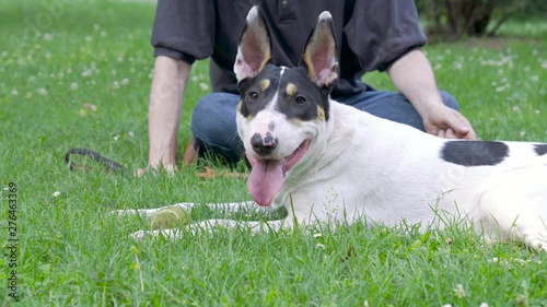 Happy breathy dog on a leash laying on the ground playing with a ball in a park than looking in to the camera while, man pet its dog, stroking it gentle photo