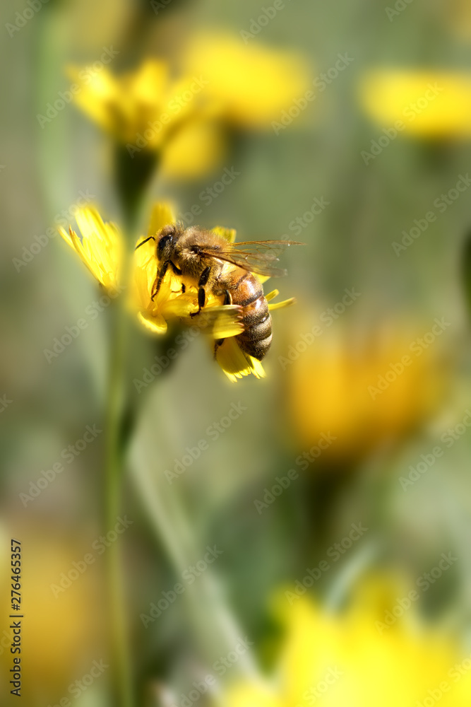 Honey Bee collecting pollen on yellow flower with green and yellow background Honey Bee collecting pollen on yellow flower with green and yellow background