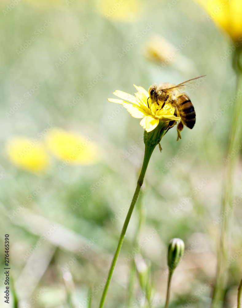 Honey Bee collecting pollen on yellow flower with green and yellow background Honey Bee collecting pollen on yellow flower with green and yellow background