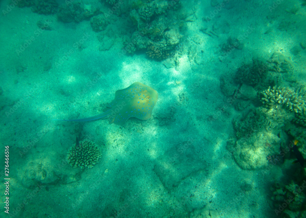Fototapeta premium sea fish near coral, underwater