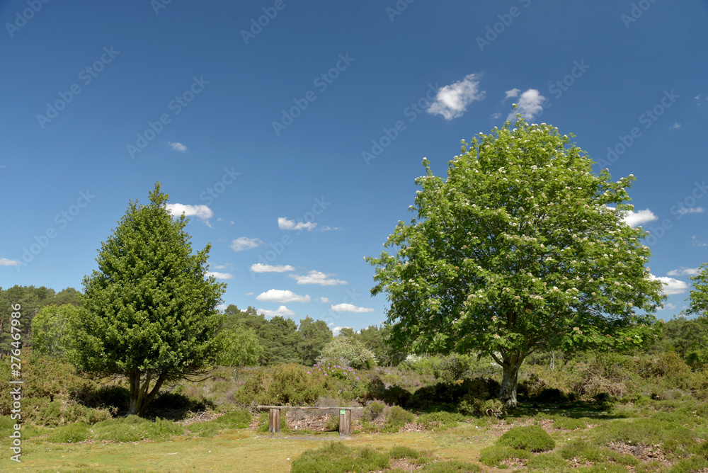 Heathland and tree scenery on Brownsea Island in Poole harbour, Dorset coast Heathland and tree scenery on Brownsea Island in Poole harbour, Dorset coast