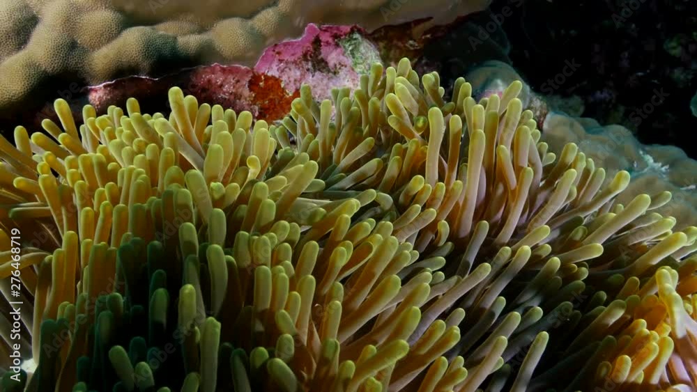 Clown fish on tropical unbleached reef Clown fish on tropical unbleached reef