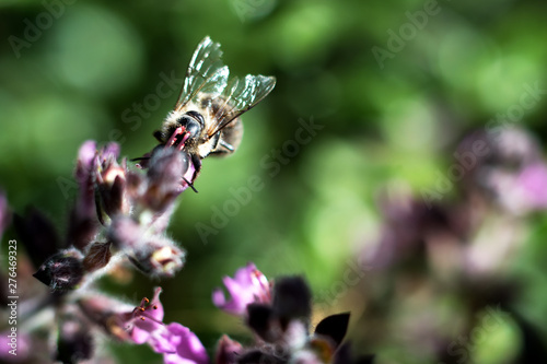 Honey Bee collecting pollen on yellow purple with green and purple background