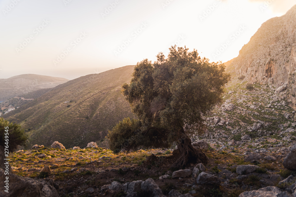 Obraz premium A large olive tree on the island of Kalymnos, Greece during sunrise, 