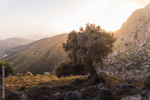 A large olive tree on the island of Kalymnos, Greece during sunrise, 
