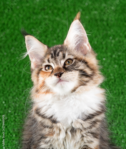 Maine Coon kitten