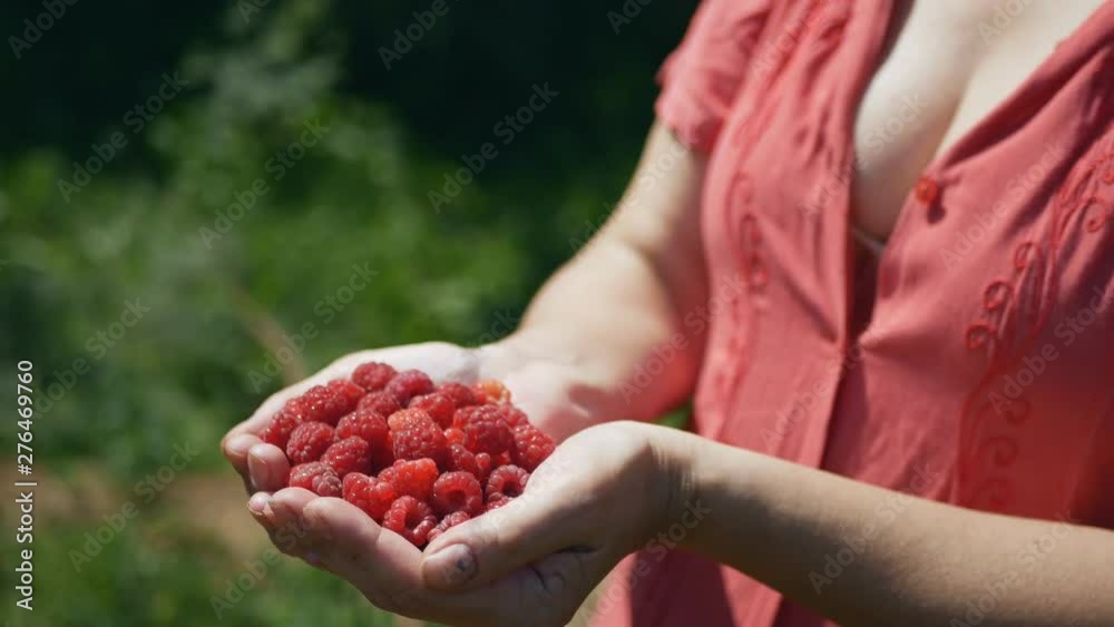 Delightful female bust and ripe, freshly picked raspberry in female hands