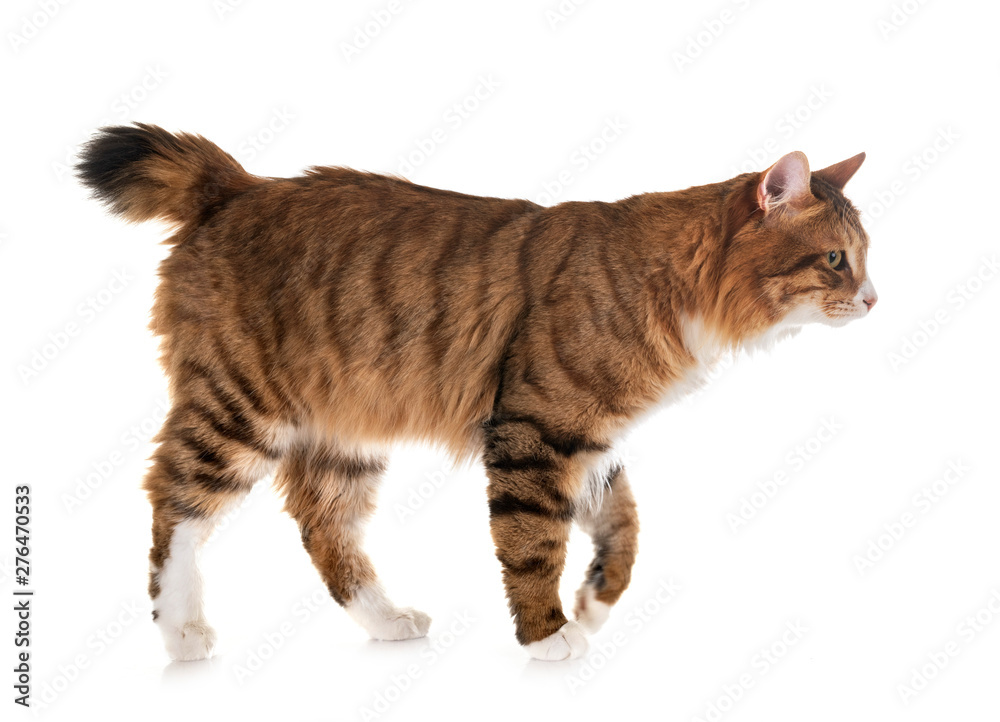 Obraz premium Kurilian Bobtail in studio