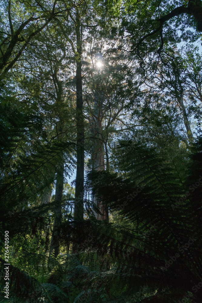 Der Wald am Cape Otway in Victoria Australien mit seinen schönen Farnen in sattem grün Der Wald am Cape Otway in Victoria Australien mit seinen schönen Farnen in sattem grün
