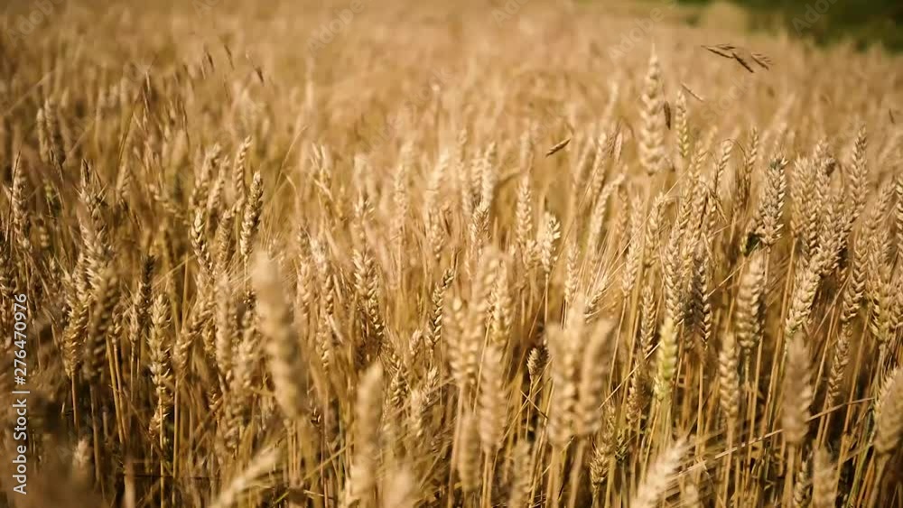 Wheat Field. Ears of wheat close up. Harvest and harvesting concept.