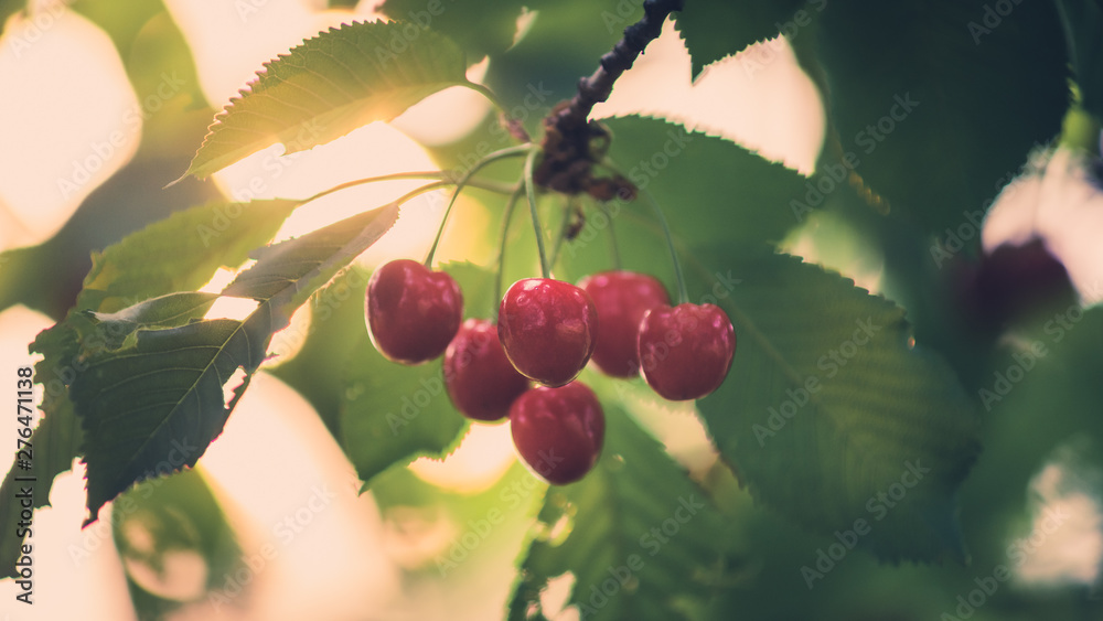 Cherries in the orchard. Cherry branch with ripe red berries in garden. Cherries in the orchard. Cherry branch with ripe red berries in garden.