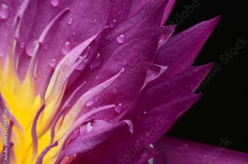 Beautiful lotus petals with drops of water along the petals