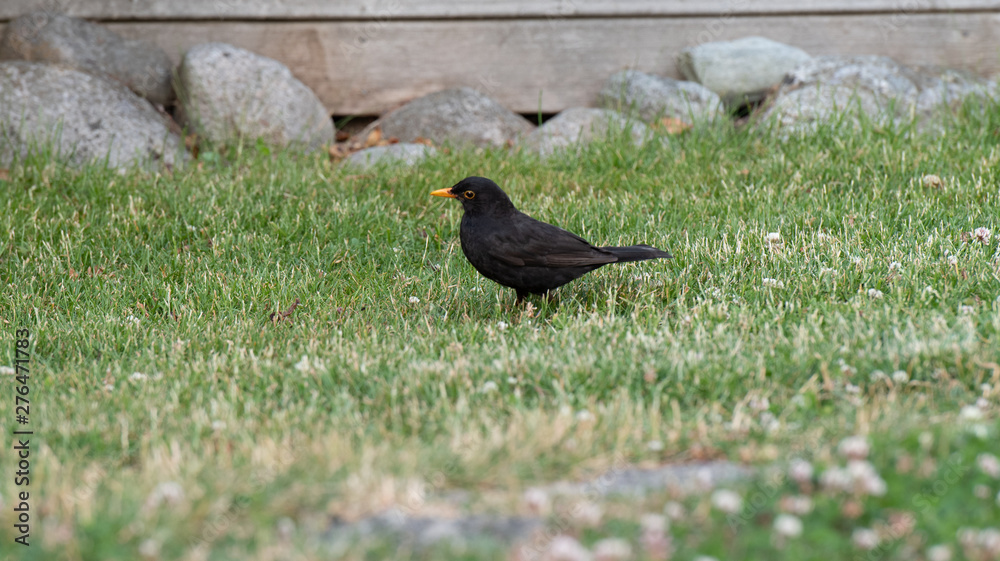 Fototapeta premium starling in grass