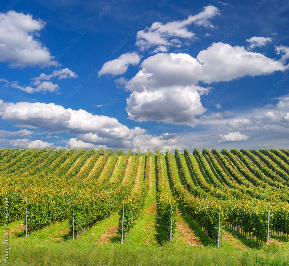 Vineyard landscape with beautiful clouds and blue sky in summer. Cloud, background. Beautiful vineyard, Pannonhalma Wine Region in Hungary.