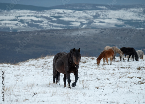 Group of wild horses on the snowy Livno Plateau of Bosnia in winter. 