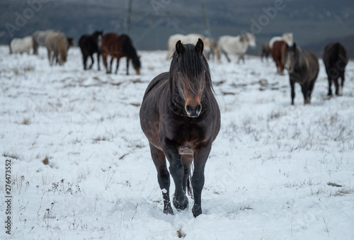 Herd of wild horses in winter on the snowy Livno plateau in Bosnia. One horse is walking and looking towards the camera.