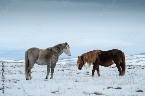 Two wild horses standing in a wintry landscape at the Livno plateau in Bosnia.