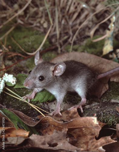 Little gray mouse