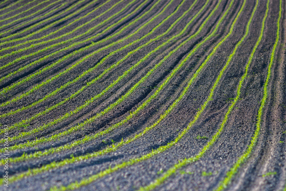 Young corn plants grow in the field. Vegetable rows, agriculture, farmlands. Landscape with agricultural land Young corn plants grow in the field. Vegetable rows, agriculture, farmlands. Landscape with agricultural land