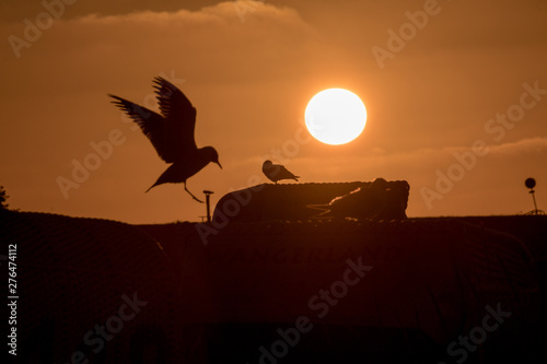 Möwen auf einem Strandkorb zum Sonnenuntergang am Meer